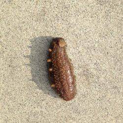 東二見人工島　胴突き仕掛けでアイナメ＆オマケのナマコ