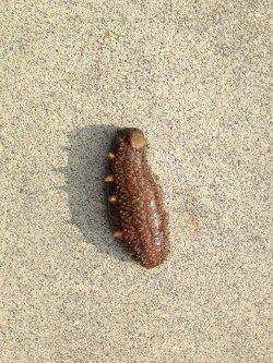 東二見人工島　胴突き仕掛けでアイナメ＆オマケのナマコ