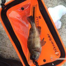 樽井漁港で短時間メバリング　良い引きのメバルでした