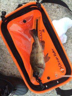 樽井漁港で短時間メバリング　良い引きのメバルでした