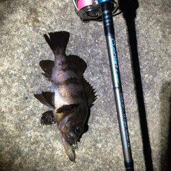 大蔵海岸でメバリング、プラグへの反応良好です！