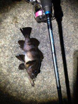 大蔵海岸でメバリング、プラグへの反応良好です！