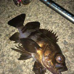 塩屋海岸メバリング☆クリア系とブラウン系がよかったです