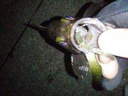 新浜漁港、フロートで20cmの良型メバル