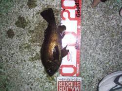 新浜漁港、フロートで20cmの良型メバル