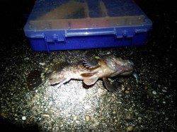 垂水漁港　小雨の中でのメバリング釣行☆