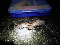 垂水漁港　小雨の中でのメバリング釣行☆