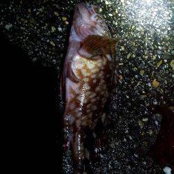 垂水漁港　小雨の中でのメバリング釣行☆