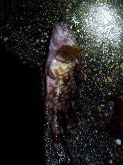 垂水漁港　小雨の中でのメバリング釣行☆