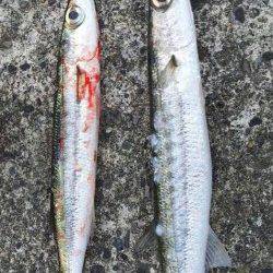 伊古木で良型ウヨウヨ！プラグやワームでサイトカマッシング♪