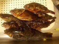 泉佐野〜淡輪ランガン、穴釣りで良型ガシラ&アイナメに満足