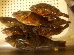 泉佐野〜淡輪ランガン、穴釣りで良型ガシラ&…