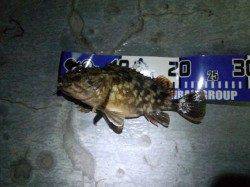 大阪南港ナイスサイズのガシラがヒット♪