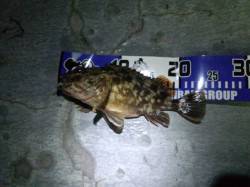 大阪南港ナイスサイズのガシラがヒット♪