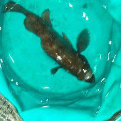 江井ヶ島のメバルはイカナゴパターン？ ミノーにガツン！