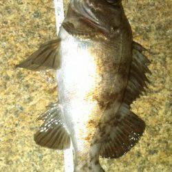 江井ヶ島のメバルはイカナゴパターン？ ミノーにガツン！