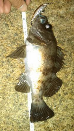 江井ヶ島のメバルはイカナゴパターン？ ミノ…