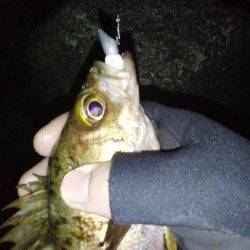 古茂江でのメバリングで23㎝のブルーバックと20㎝の金メバル