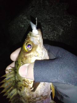 古茂江でのメバリングで23㎝のブルーバック…