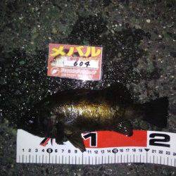 古茂江でのメバリングで23㎝のブルーバックと20㎝の金メバル