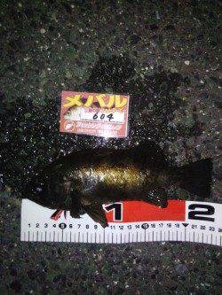 古茂江でのメバリングで23㎝のブルーバックと20㎝の金メバル