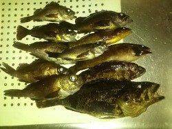 淡路島ファミリーフィッシング☆育波で投げ釣り&メバリング