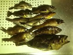 淡路島ファミリーフィッシング☆育波で投げ釣…