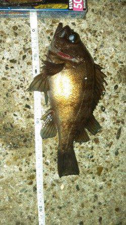 江井ヶ島メバリング〜ミノーでメバルがヒット