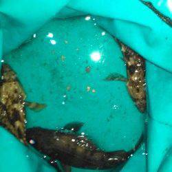 江井ヶ島メバリング〜ミノーでメバルがヒット