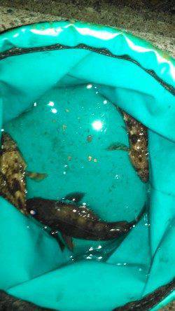 江井ヶ島メバリング〜ミノーでメバルがヒット