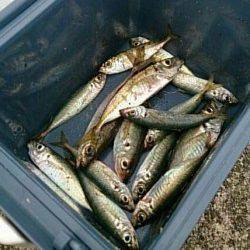 エギングランガン中白浜で大量発生のアジ発見