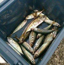 エギングランガン中白浜で大量発生のアジ発見