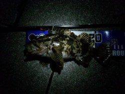 南港近辺でガシラ&タケノコメバル連続3ヒット♪