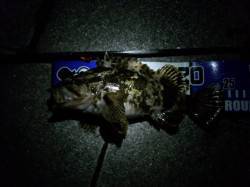 南港近辺でガシラ&タケノコメバル連…