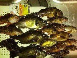 柏漁港　子供連れのメバリングでメバル＆ガシラ　良型もヒット☆