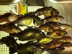 柏漁港　子供連れのメバリングでメバル＆ガシ…