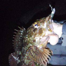 西浦方面でメバリング、ガシラの釣果