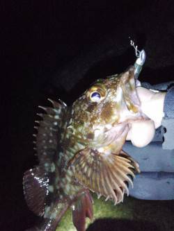 西浦方面でメバリング、ガシラの釣果