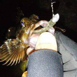 西浦方面でメバリング、ガシラの釣果