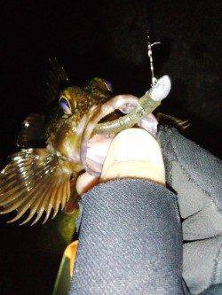 西浦方面でメバリング、ガシラの釣果