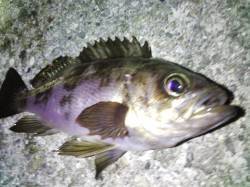 新浜漁港メバリング、単発ながらライズあり表…