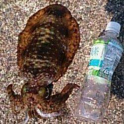 家族で白浜に釣行、アジとアオリにお子様も大興奮の一日