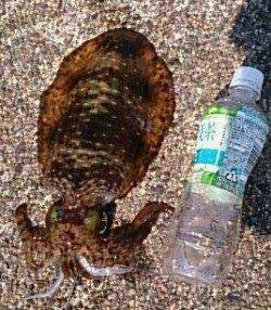 家族で白浜に釣行、アジとアオリにお子様も大興奮の一日