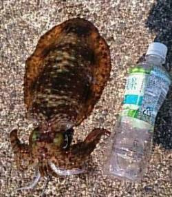 家族で白浜に釣行、アジとアオリにお子様も大…