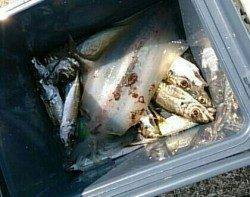 家族で白浜に釣行、アジとアオリにお子様も大興奮の一日