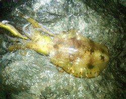 串本エリアでエギング、風が緩んだタイミングでゲット