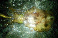 串本エリアでエギング、風が緩んだタイミングでゲット