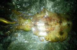 串本エリアでエギング、風が緩んだタイミング…