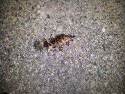 垂水漁港でのメバリング釣果