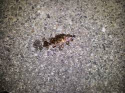 垂水漁港でのメバリング釣果